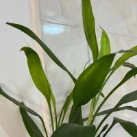 گل بامبو  درخت مو گل رز محمدی و ناز ژاپنی|گل و گیاه طبیعی|تهران, دکتر هوشیار|دیوار