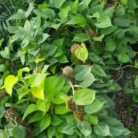 گیاه پتوس چوب دار