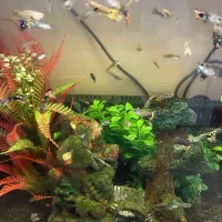 ماهی گوپی ارزان در سایزهای مختلف|ماهی|تهران, صفا|دیوار