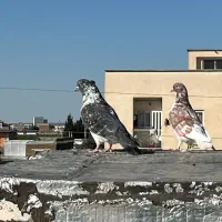 جفت کبوتر ۳۰۰|پرنده|گنبد کاووس, |دیوار