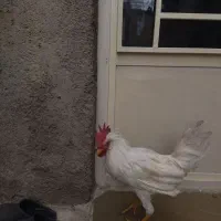 خروس