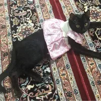 واگذاری بچه گربه