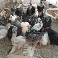 تخم مرغ نطفه دار گلین چهل تاج خال سوزنی وطوسی|حیوانات مزرعه|پاکدشت, پاکدشت (مامازند)|دیوار