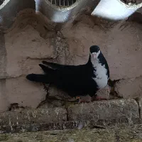 کفتر رنگه|پرنده|مشهد, ایوان|دیوار