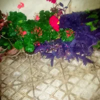 فروش انواع گلهای طبیعی
