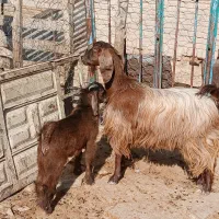 بز و بزغاله داشتی خوشگل نازار