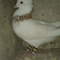 طوقی