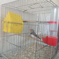 یک جفت فنچ تخم گذار با قفس