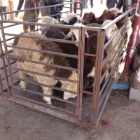 دامپروری زنده افشار گوسفند بز بزغاله بره