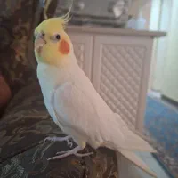 عروس هلندی نر سخنگو|پرنده|تهران, نعمتآباد|دیوار