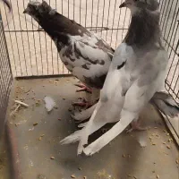 کبوتر جوان|پرنده|قم, آزادگان|دیوار