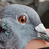 کبوتر آلمانی نر