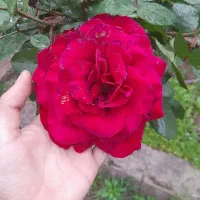 نگهبان یا سرایدار اگر خواستین در خدمتم