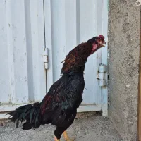 ۳ عدد خروس لاری|حیوانات مزرعه|ماهدشت, |دیوار