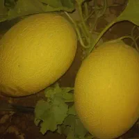 خربزه به شرط