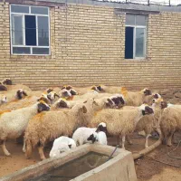 ۴۰ راس میش سنجابی|حیوانات مزرعه|ماهیدشت, |دیوار