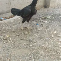 مرغ لاری شش دانگ تمیز و مرتب|حیوانات مزرعه|مشهد, چهاربرج|دیوار