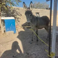 فروش ۲عدد الاغ در منطقه برخوار|حیوانات مزرعه|حبیب آباد, |دیوار
