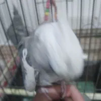 پرنده|پرنده|مشکین‌دشت, |دیوار