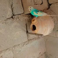 مرغ عشق پروانه|پرنده|قشم, |دیوار