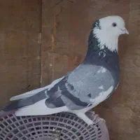 کبوتر پرشی|پرنده|ارومیه, |دیوار