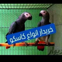 خریدفروش کاسکو اکلکتوس طوطی ردچیک راهب زرد