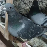 کفتر تهرانی و قمی و پاکستانی