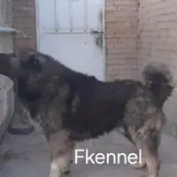 سگ قفقازی توله نر