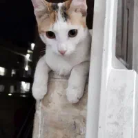 واگذاری رایگان گربه ماده|گربه|کرج, شهرک یاس شمالی|دیوار