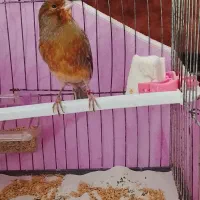 قناری نر فروشی