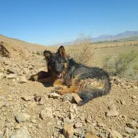 فروش سگ ژرمن وورک مو بلند