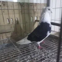 دوبالی نوک کوتاه|پرنده|مینودشت, |دیوار