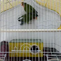 دو عدد طوطی برزیلی نر و ماده|پرنده|ارومیه, |دیوار