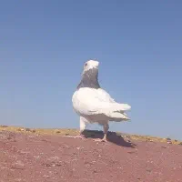 کفتر کبوتر|پرنده|مشهد, شهید معقول|دیوار