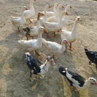 اردک، قوغاز، اردک نما|حیوانات مزرعه|شفت, |دیوار