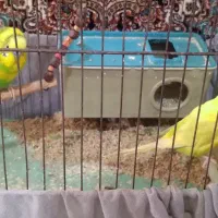 یک جفت مرغ عشق بازیگوش (تخفیف دار)