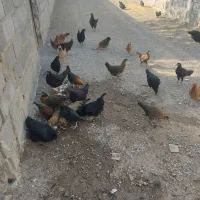 نیمچه گلین لری و استرالوپ استرالیا