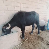 گاومیش درجه یک