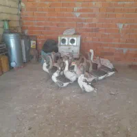 غاز  معلی  ۲۰عدد  و زنشون  ۴ کیلو تا۵کیلو  میباشن|حیوانات مزرعه|مریوان, |دیوار