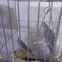 طوطی عروس هلندی