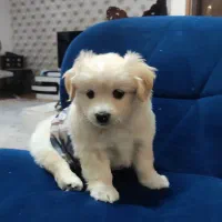 سگ  مالتیز مینیاتوری دو ماهه