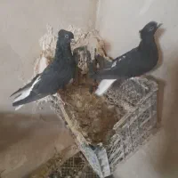 یک جفت سیاه دم سفید اصل|پرنده|ملکان, |دیوار