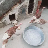 بوقلمون