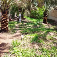 خدمات باغبانی و نخل|خدمات باغبانی و درختکاری|اهواز, بهارستان|دیوار
