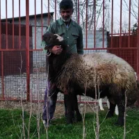 قوچ فول استایل و فول کاربلد( گوسفندبره)