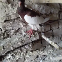 کفتریهودی نرسرخ وسار