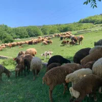 فروش 125راس میش با بره