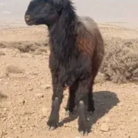 قوچ ترکی معاوضه|حیوانات مزرعه|یزد, |دیوار