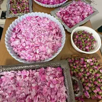 گل سرخ محلی درجه یک بودار
