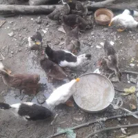 اردمحلی پرورشی اصل درشت